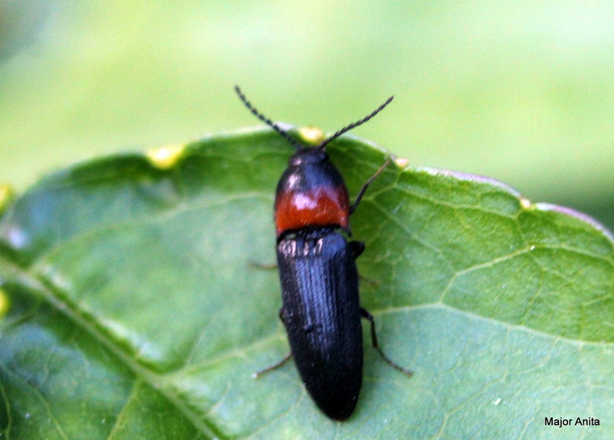 Ampedus sinuatus - felemásnyakú pattanó