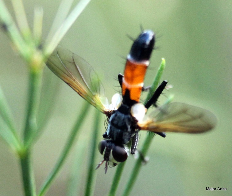 Cylindromyia