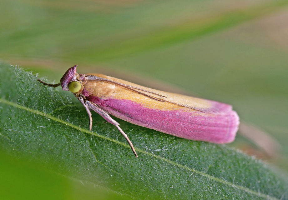 Oncocera semirubella - lucernamoly
