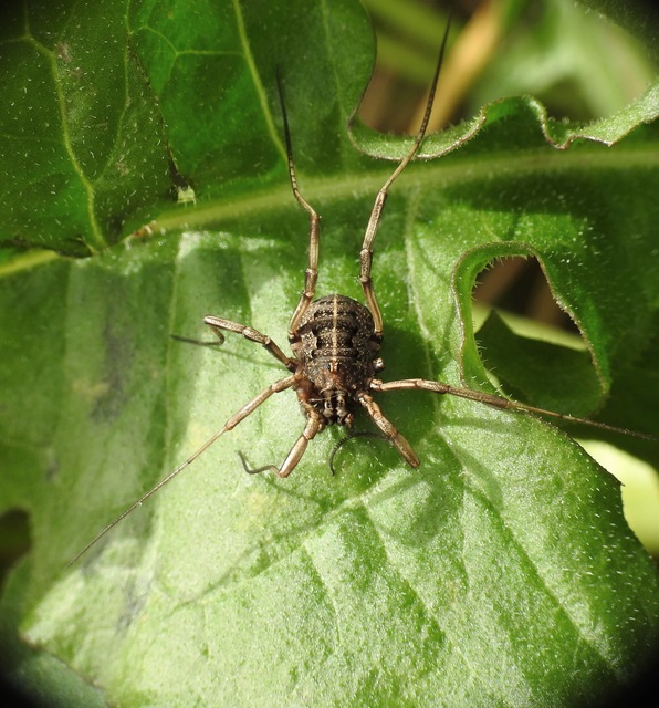 Opiliones - Kaszáspókok