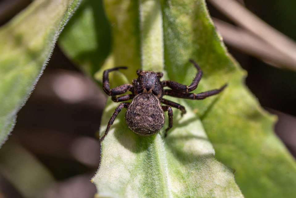 Bassaniodes robustus - vaskos karolópók