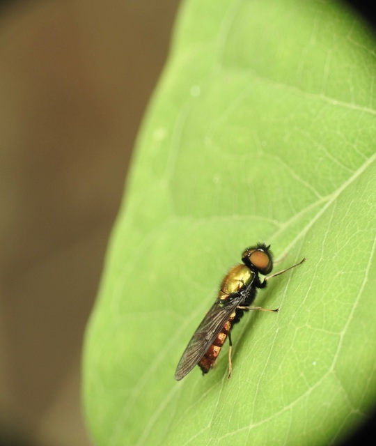 Chloromyia formosa - közönséges fémeslégy