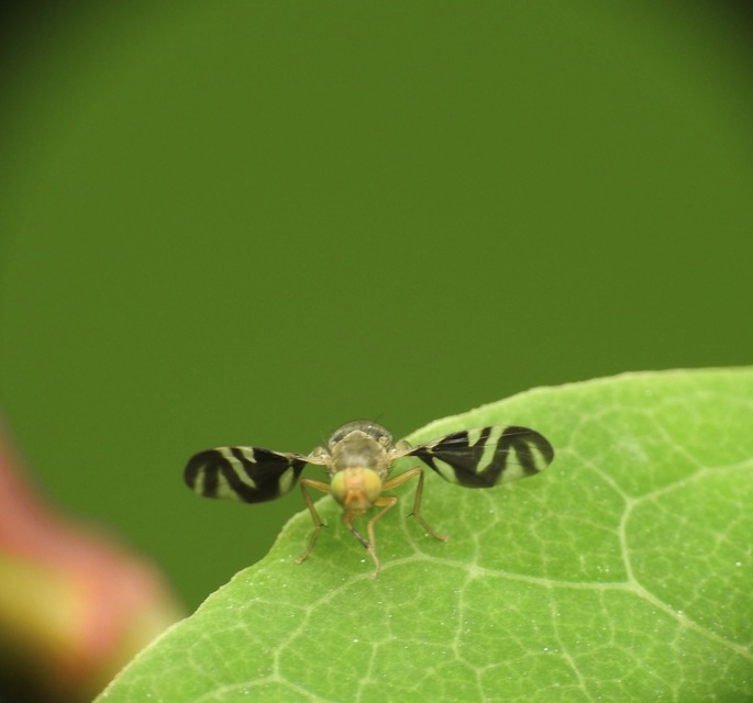 Philophylla caesio