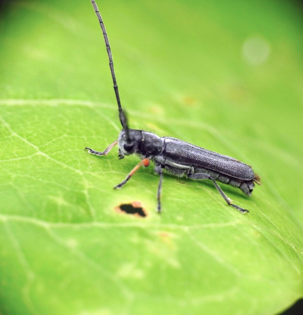 Phytoecia cylindrica - medvelapucincér