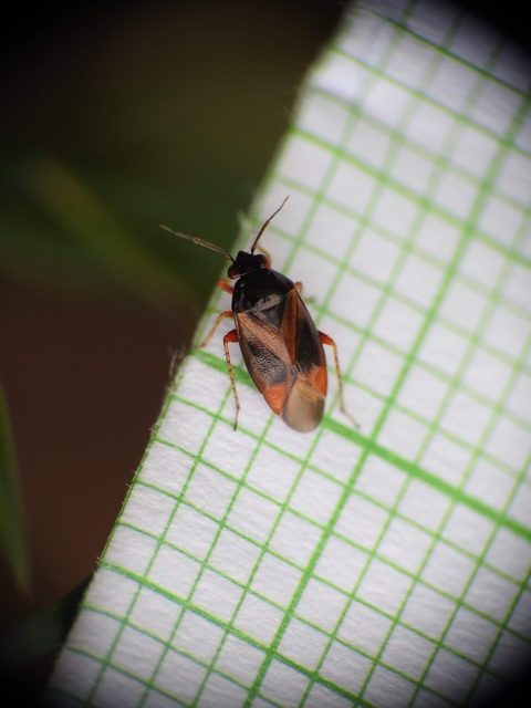 Salicarus roseri