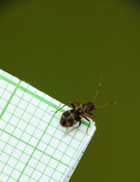 Pilophorus Pilophorus