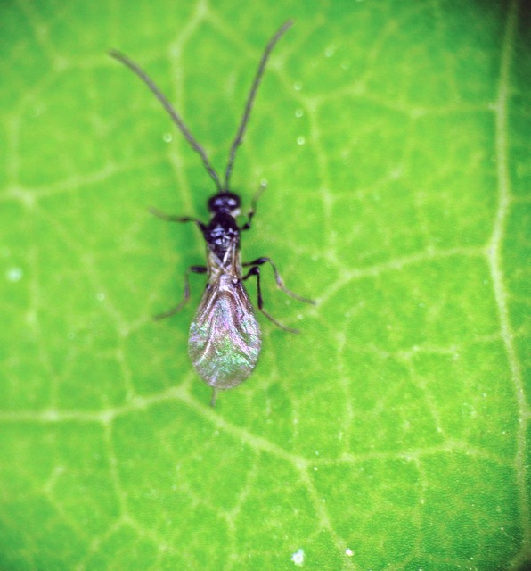 Diapriidae - szénfényű törpefürkészek
