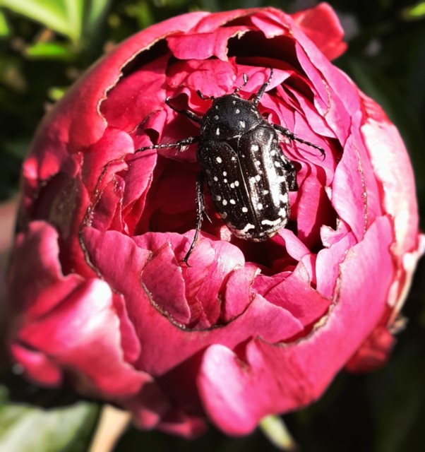 Oxythyrea funesta - sokpettyes virágbogár