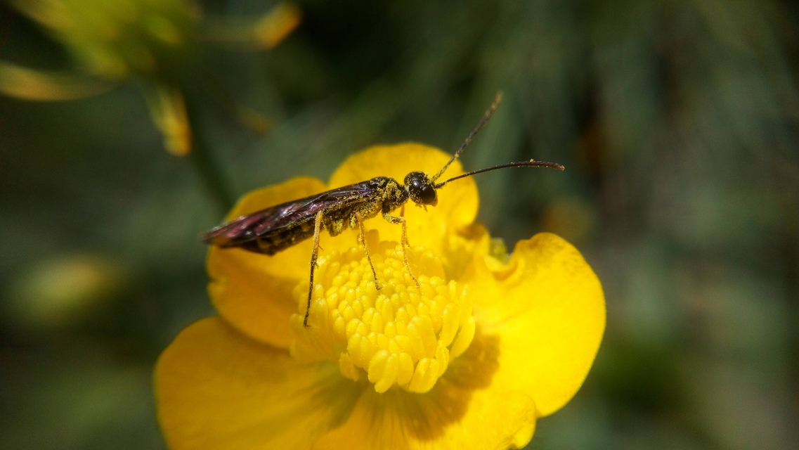 Cephidae - szalmadarazsak