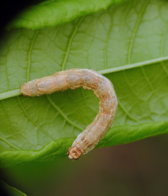 Ectropis crepuscularia - avararaszoló