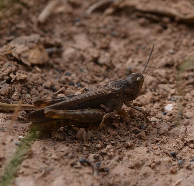 Chorthippus (Glyptobothrus) (subgenus)
