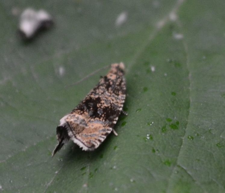 Celypha lacunana - vízparti tükrösmoly