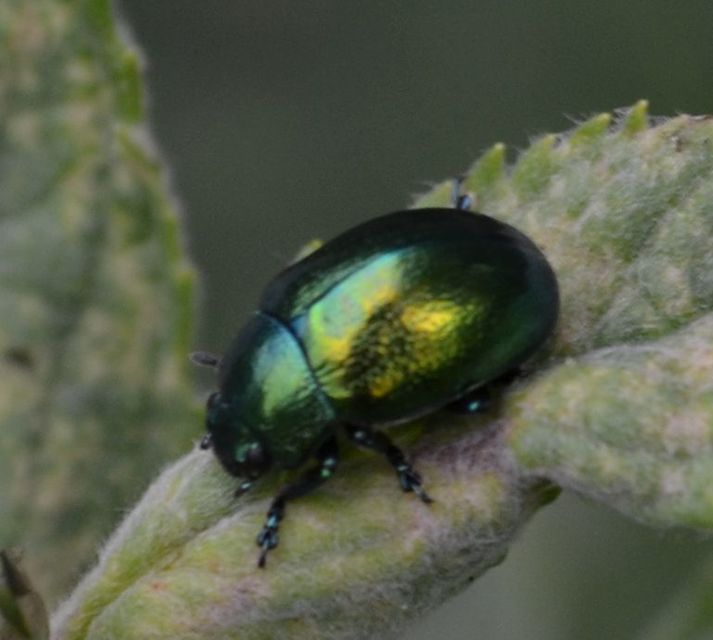Chrysolina herbacea - zöld mentalevelész