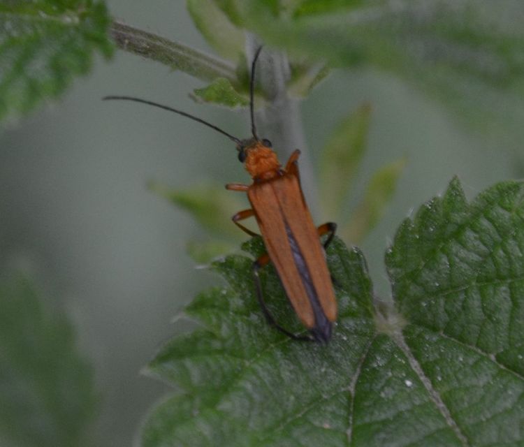 Oedemera podagrariae - székfű-álcincér