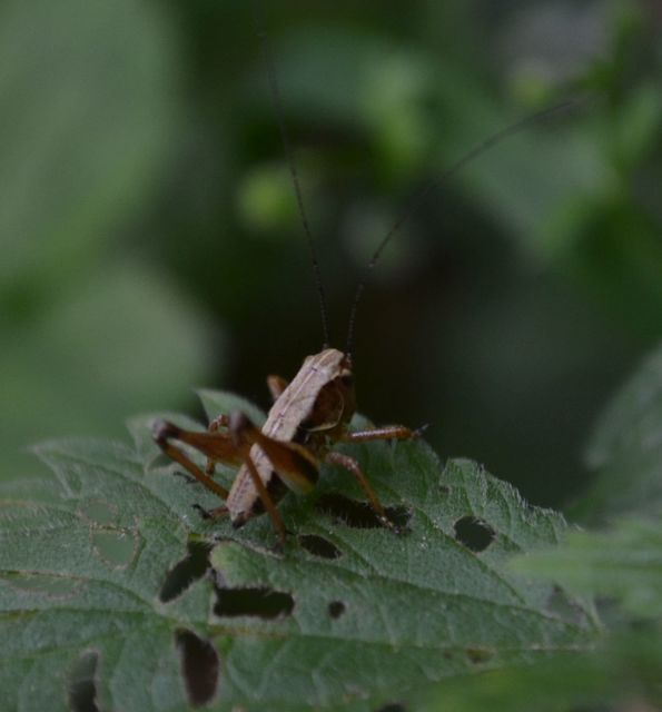 Pholidoptera griseoaptera - szürke avarszöcske