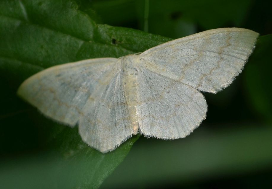Scopula floslactata - tejfehér sávosaraszoló