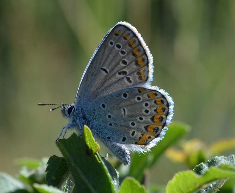 Plebejus argyrognomon - tintakék boglárka