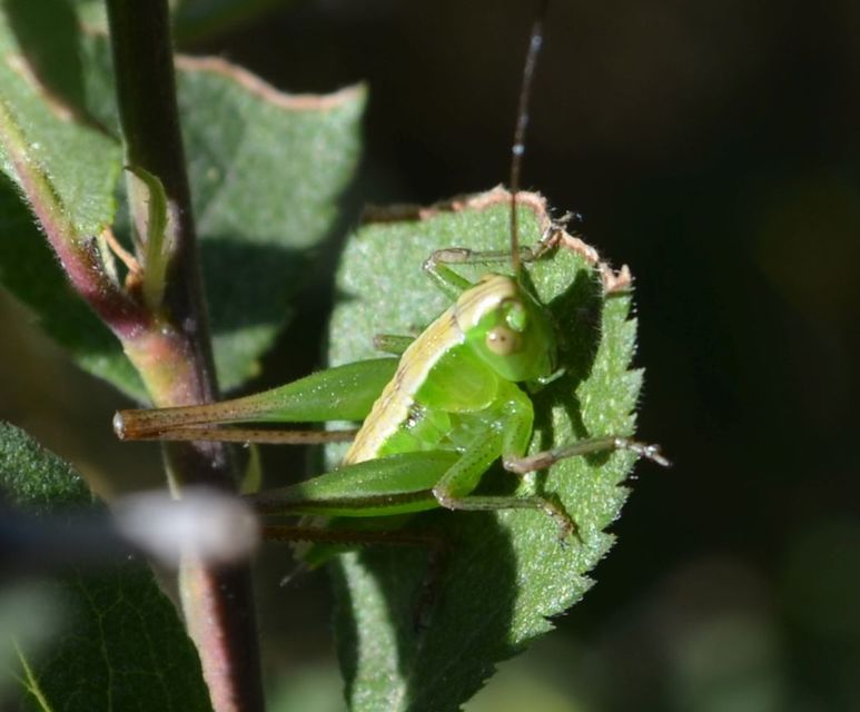 Bicolorana bicolor - halványzöld rétiszöcske