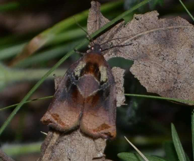 Archips podana - dudvarágó sodrómoly