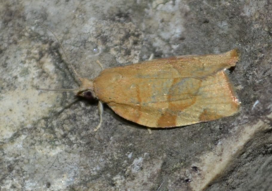 Pandemis