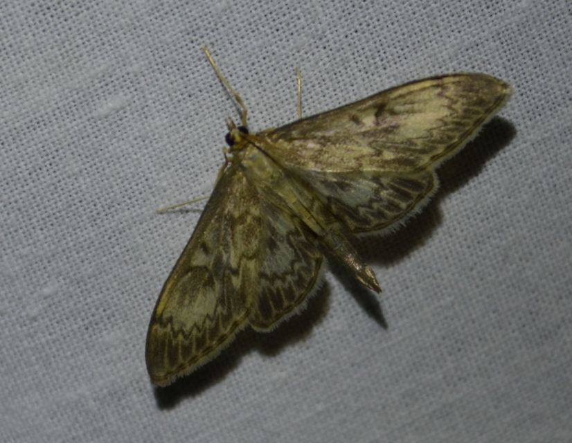 Anania lancealis - hosszúszárnyú tűzmoly