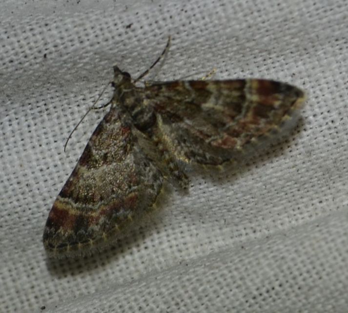 Gymnoscelis rufifasciata - vöröscsíkos törpearaszoló
