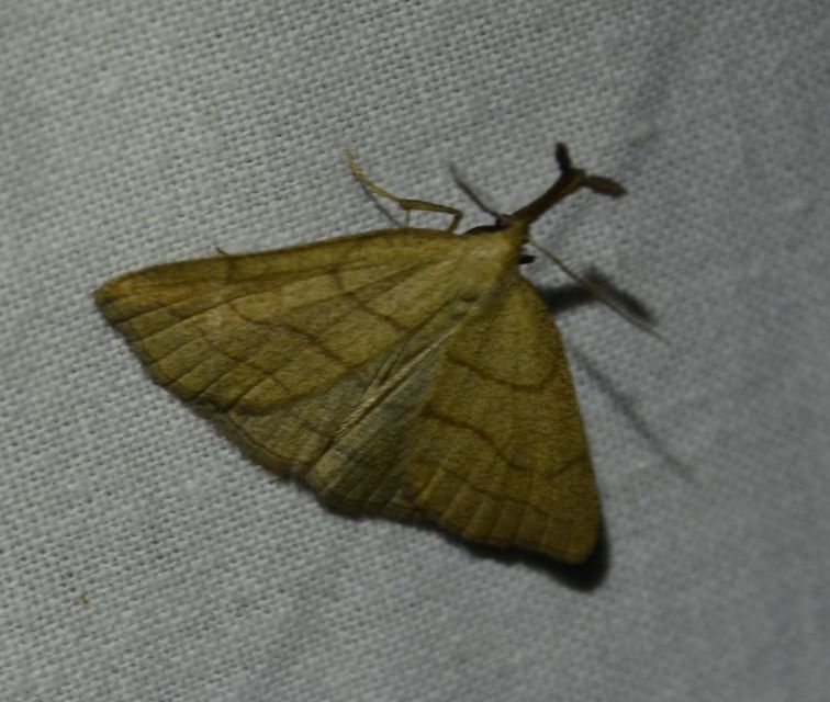 Polypogon tentacularia - sötétaljú karcsúbagoly