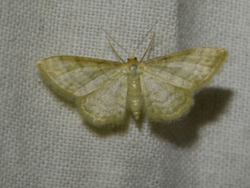 Idaea dilutaria - napvirág-apróaraszoló