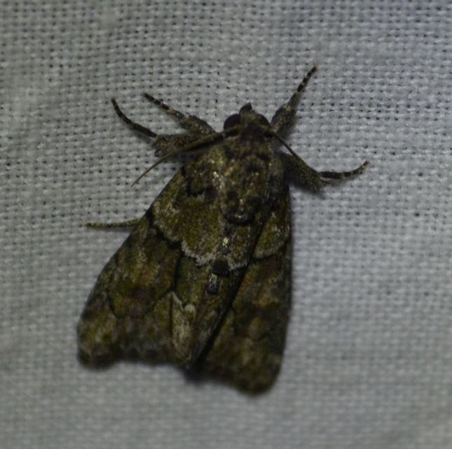 Cryphia fraudatricula - homoki zuzmóbagoly