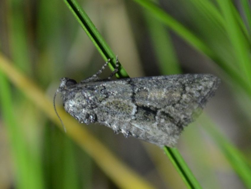 Cryphia fraudatricula - homoki zuzmóbagoly