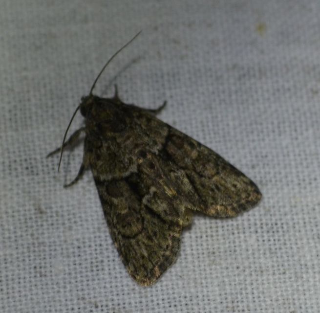 Cryphia fraudatricula - homoki zuzmóbagoly