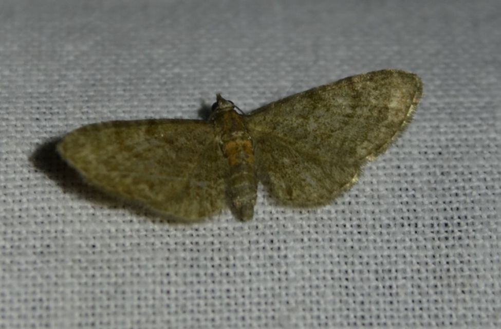 Eupithecia haworthiata - rozsdástestű törpearaszoló