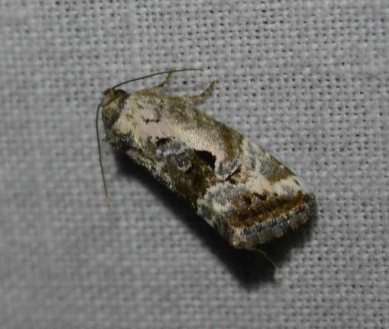 Hapalotis venustula - rózsaszínű mázasbagoly
