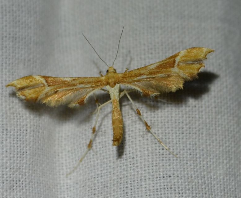 Cnaemidophorus rhododactyla - rózsabogyó-tollasmoly