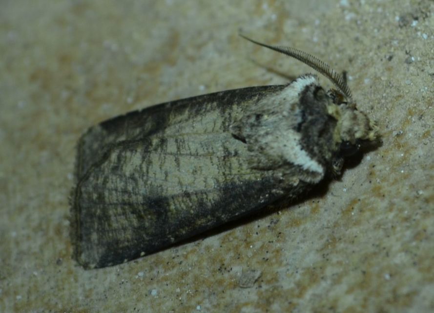 Agrotis clavis - zömök földibagoly