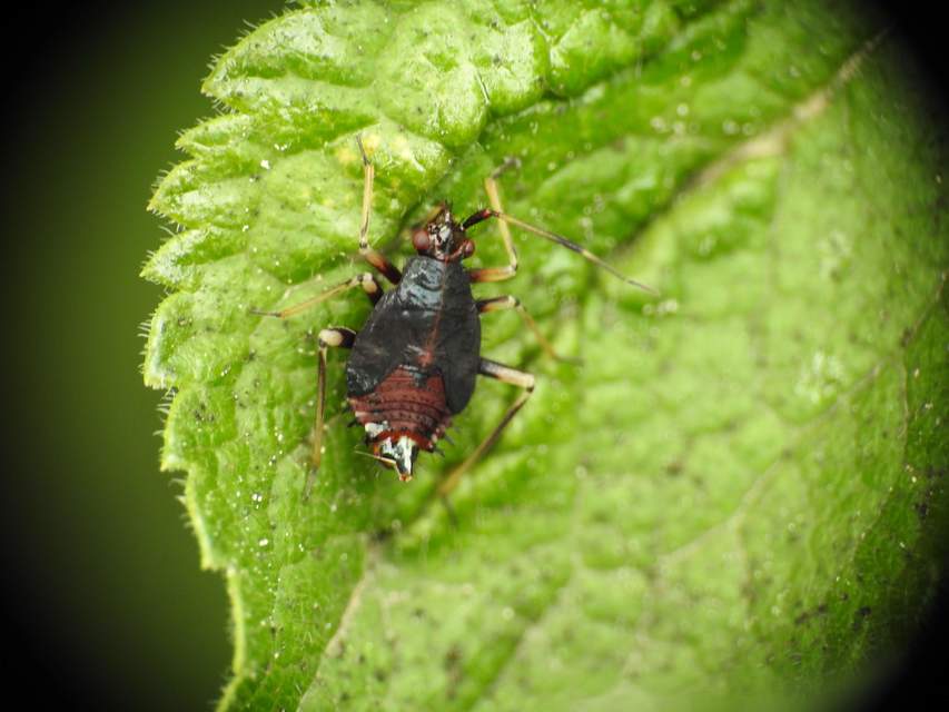 Deraeocoris ruber - vöröses mezeipoloska