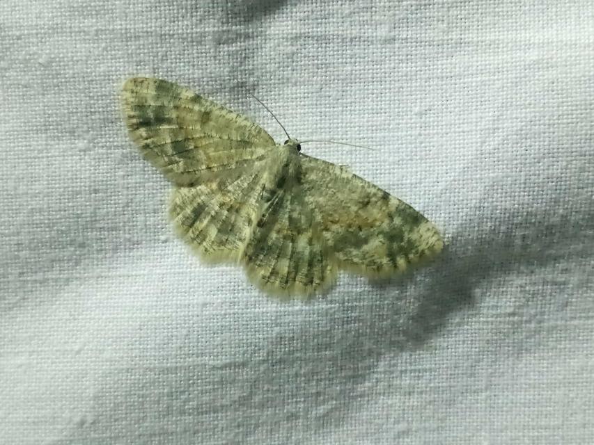 Charissa variegata - tarka sziklaaraszoló