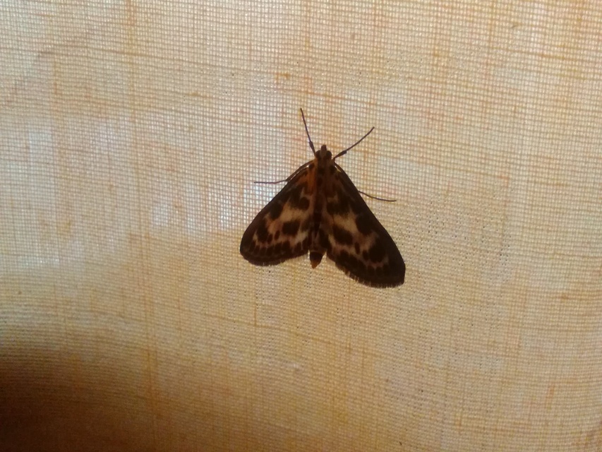 Anania hortulata - tarka csalánmoly