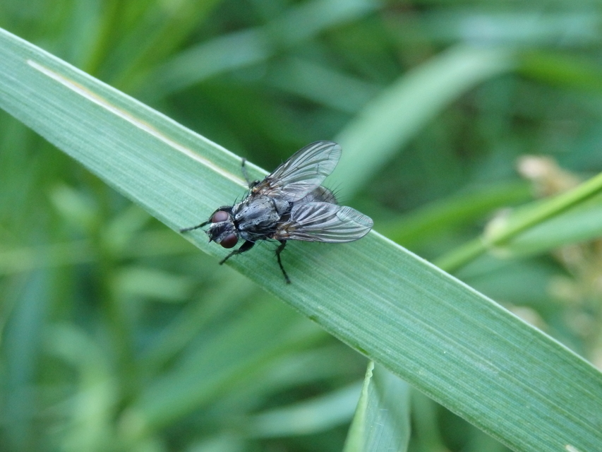 Phyto melanocephala