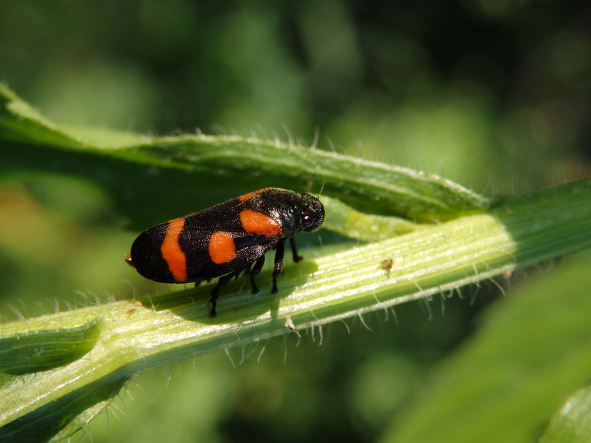 Cercopis