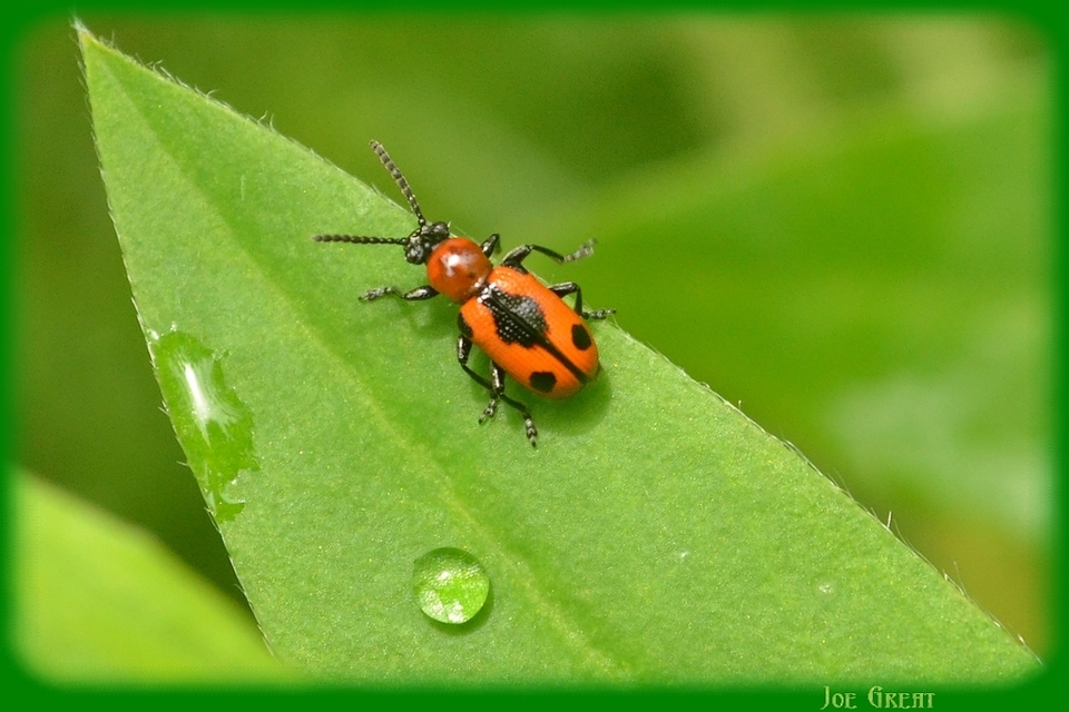Crioceris quinquepunctata - ötpontos spárgabogár
