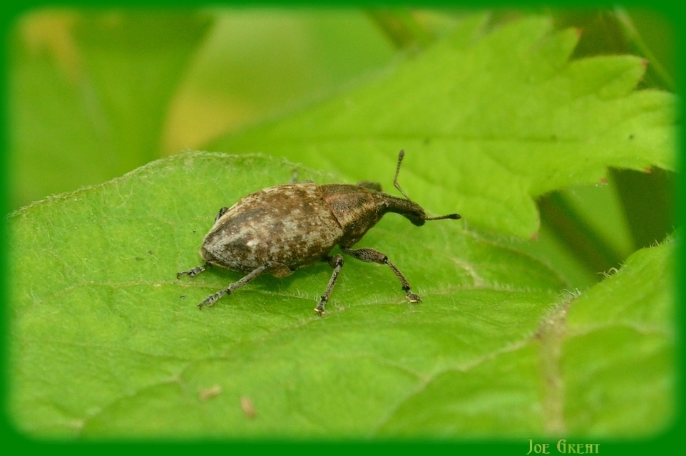 Lepyrus capucinus - pettyes fűzormányos