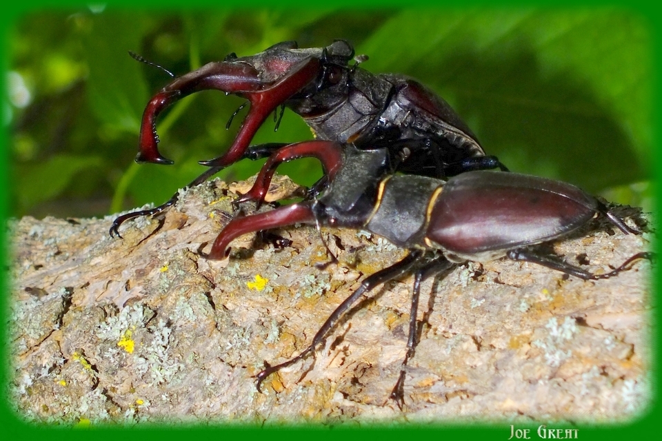 Lucanus cervus - nagy szarvasbogár
