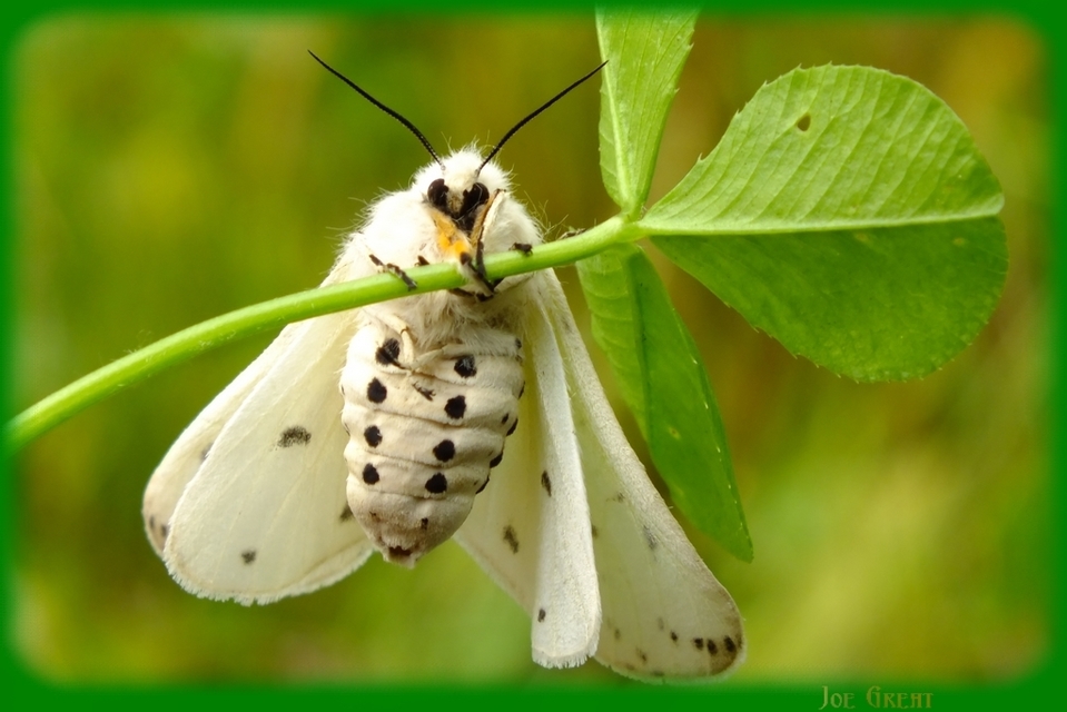 Spilosoma lubricipedum - tejszínű medvelepke