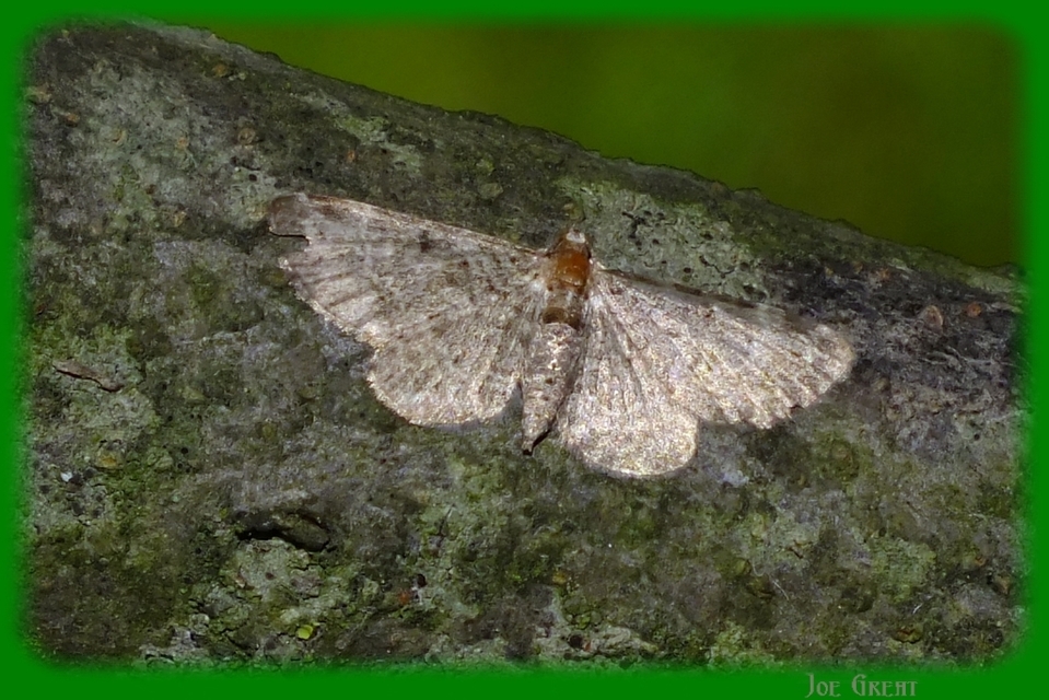 Pasiphila