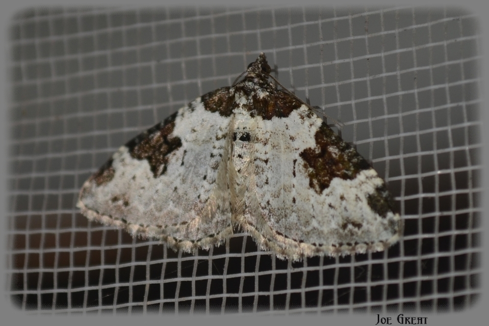 Xanthorhoe fluctuata - közönséges tarkaaraszoló