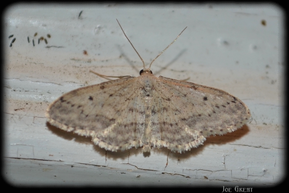 Idaea seriata - szürke apróaraszoló
