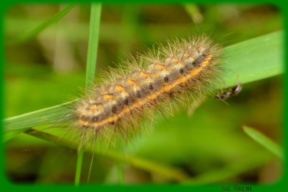 Phragmatobia fuliginosa - füstös medvelepke
