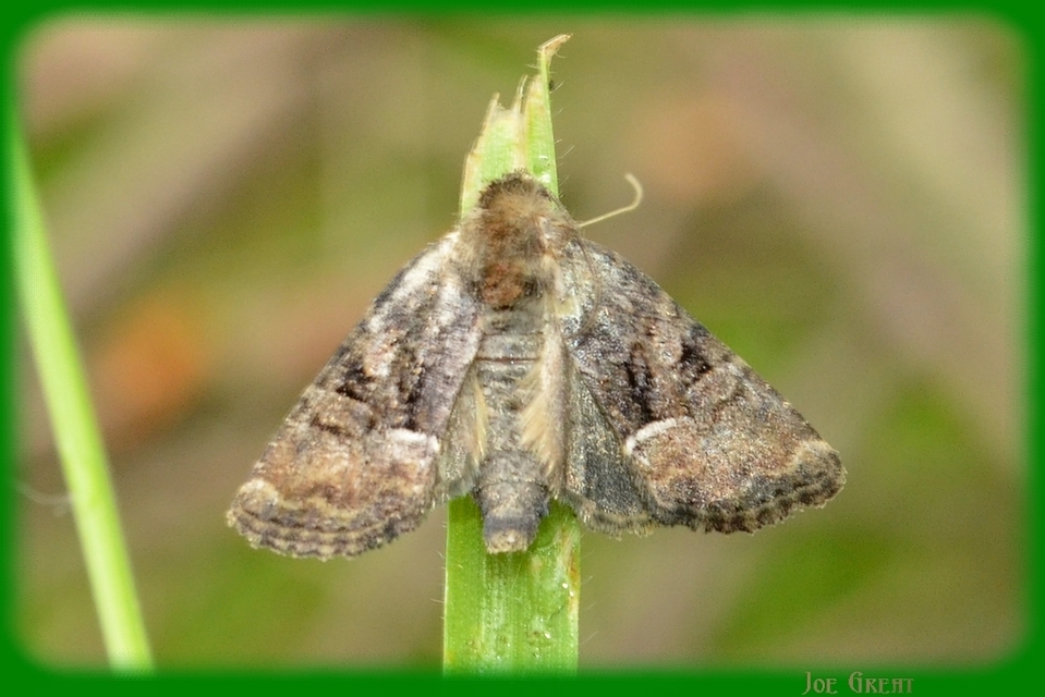 Oligia strigilis/latruncula/versicolor