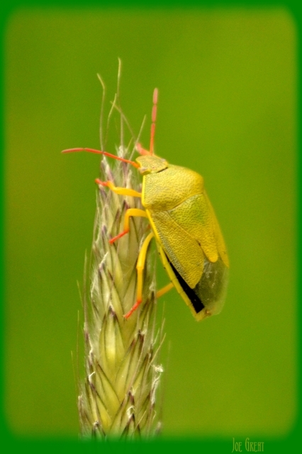 Piezodorus lituratus - bíboros címerespoloska Piezodorus lituratus - bíboros címerespoloska